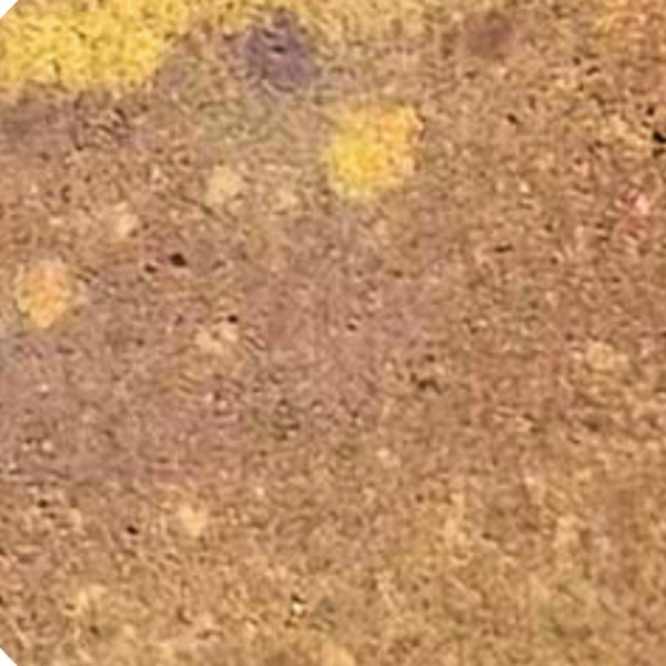 Mustard Mix